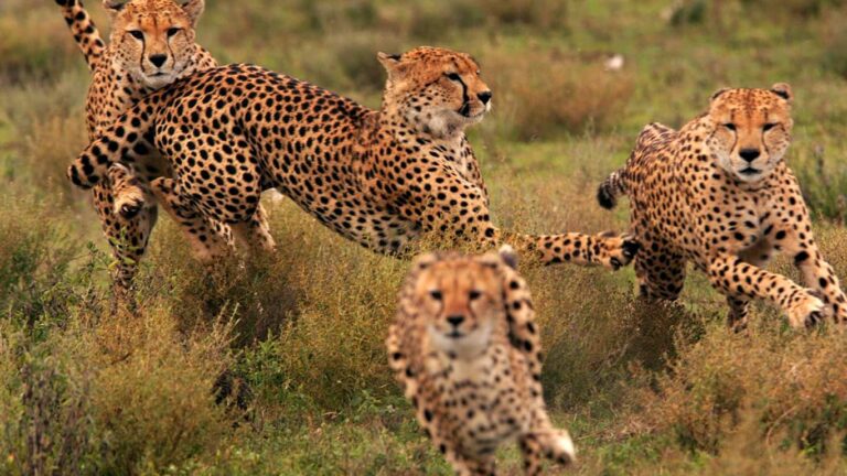 9 Days Enchanting Tanzania Safari